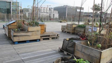 Grâce au baromètre sur l’agriculture urbaine que vient de publier le média Agri-city.info, on en sait un peu plus sur le développement de l’activité en France et dans le monde. ©P.Fayolle